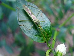 Description de l'image Beautiful insect.jpg.