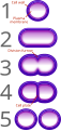 A simple diagram of binary fission.