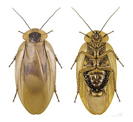 Blaberus giganteus