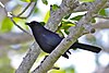 Black catbird