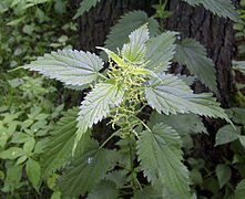 Urtica dioica.