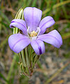 Brodiaea kinkiensis