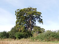 Buche bei Greven