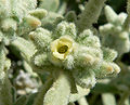 Buddleja utahensis