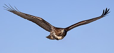 Buteo jamaicensis in flight at Llano Seco-1520