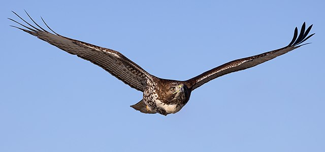 Red-tailed hawk, in flight, by Frank Schulenburg
