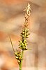 Inflorescence of Carex pilulifera