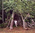 Buttress roots of a Ceiba tree near shore of Peruvian Amazon.