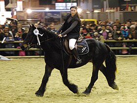 Cheval Castillonnais monté au Salon international de l'agriculture 2013, Paris, France.