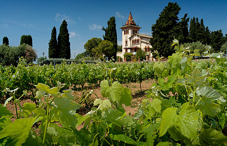 Vineyard at Tempranillo, by MickStephenson
