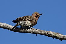 A northern flicker standing on a branch