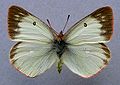 Colias palaeno, female