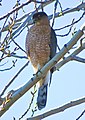 Adult Cooper's hawk