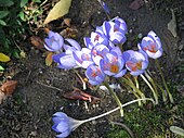 Flowers of Crocus speciosus