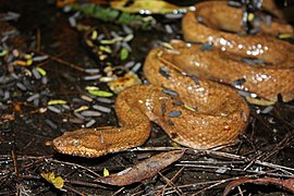 Tropidophis melanurus, un Tropidophiidae