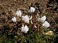 Cyclamen hederifolium 'Album'