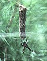 Female with eggsac in Okinawa