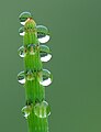 Dew on a Equisetum fluviatile