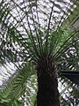 Dicksonia antarctica Labill. na casa das palmeiras, Kew Gardens, Londres