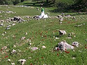 The Tombs of the Do Pir-e-Jofteh