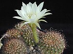 Echinopsis ancistrophora