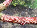 Attractive young bark of Edgeworthia chrysantha var. grandiflora