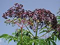 Sambucus canadensis, frunze și fructe