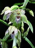 Dune helleborine