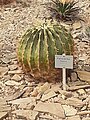 Ferocactus histrix