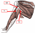 عضلات ظهر عظام الكتف والعضلة ثلاثية الرؤؤس العضدية.