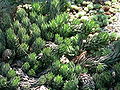 Haworthia