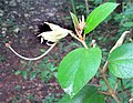 The long stipe of a Helicteres flower.