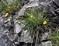 Hieracium porrifolium