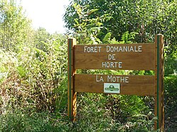 Image illustrative de l’article Forêt d'Horte