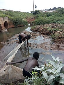 These young boys were busy fishing using the real mosquito nets Entebbe lake Victoria Wetland.