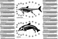 Image 8Dolphins (aquatic mammals) and ichthyosaurs (extinct marine reptiles) share a number of unique adaptations for fully aquatic lifestyle and are frequently used as extreme examples of convergent evolution (from Evolution of cetaceans)