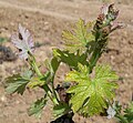 Lors de l'étape suivante apparait l'inflorescence.