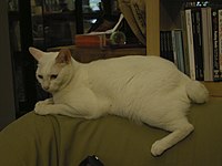 Japanese bobtail.jpg