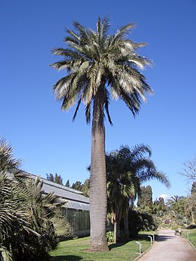 Jubaea chilensis no Parc Olbius Riquier, Hyères-Les Palmiers, França.