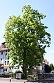 Ejemplar de nogal negro americano (Juglans nigra).