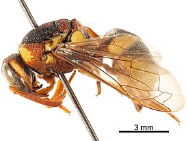 Оса Knemodynerus rhynchoides