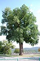 One of two large English elms near Trophy Point at West Point, NY (2009)