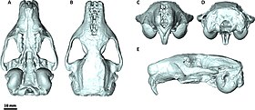 Череп Leithia melitensis