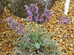 Plante en jardin botanique.