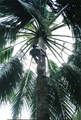 A toddy tapper in Philippines]]