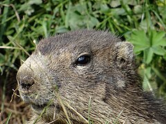 Marmotte dans le parc national de la Vanoise.