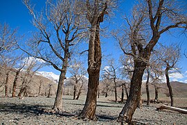 Arbres en hiver.