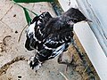 Baby Northern Mockingbird.