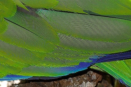 Moiré ben visible nesta fotografía das plumas dun papagaio (máis pronunciado na imaxe a tamaño completo)