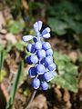 Muscari botryoides